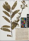 Foto von Salix heterandra Dode